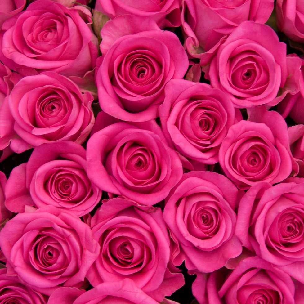 deep pink roses veranda