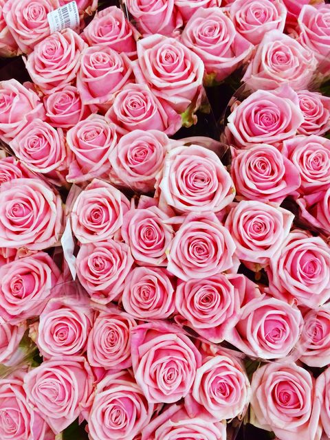 light pink roses veranda