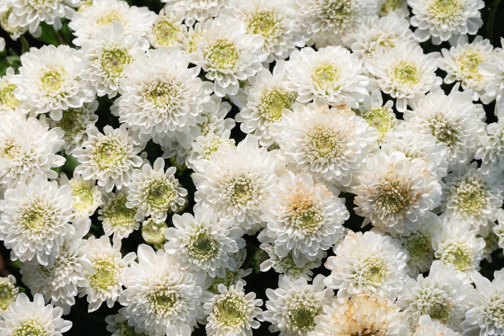 full frame shot of white chrysanthemum flowers blooming