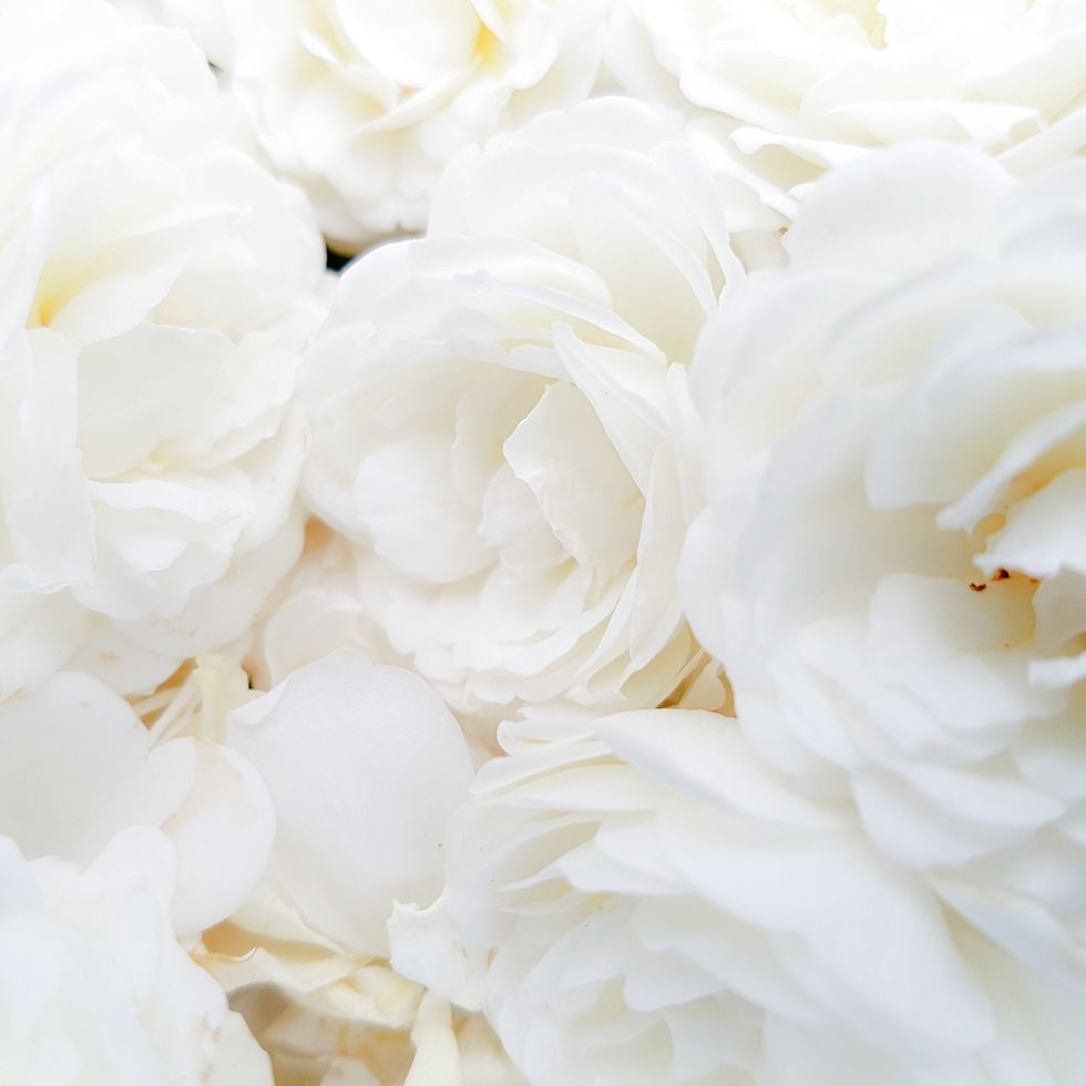 white roses veranda
