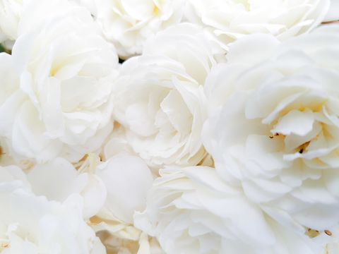 white roses veranda