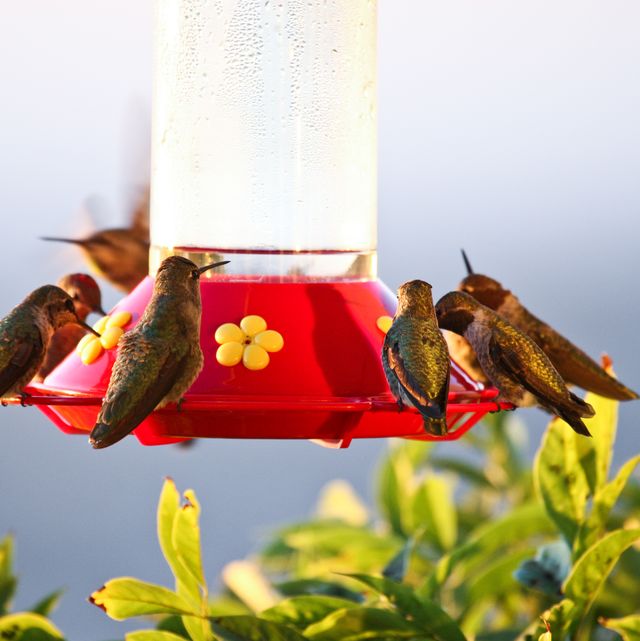 hummingbird feeder