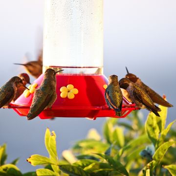 hummingbird feeder