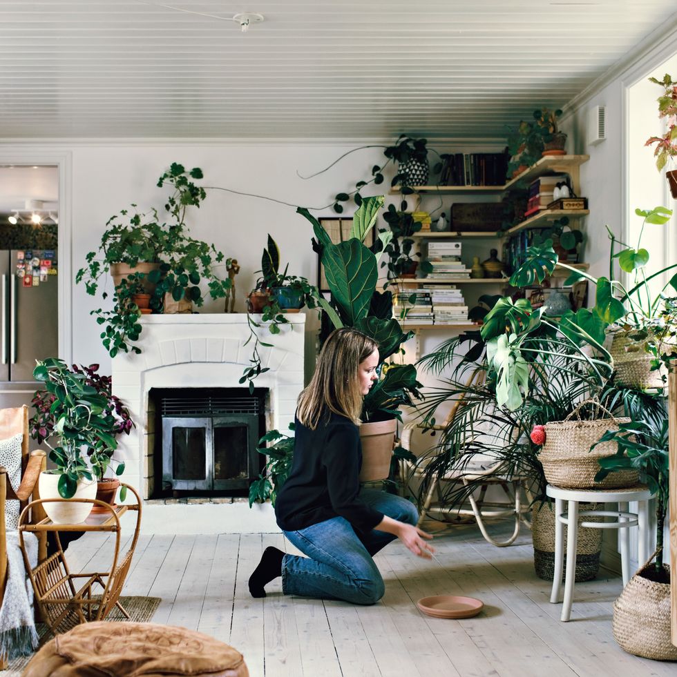 full length side view of woman kneeling while positioning potted plant on hardwood floor at home