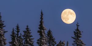 full moon above a forest of snow covered evergreen trees