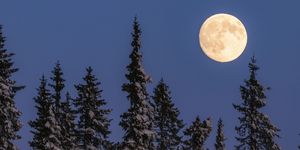 full moon above a forest of snow covered evergreen trees
