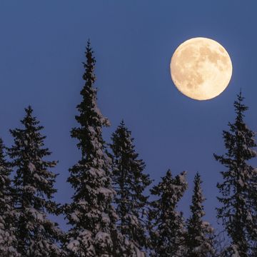 full moon above trees