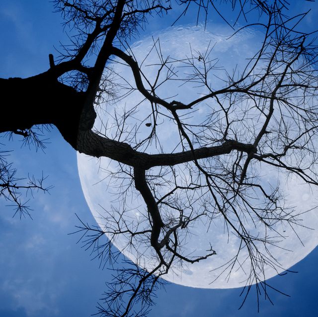 full moon between branches with blue sky in background