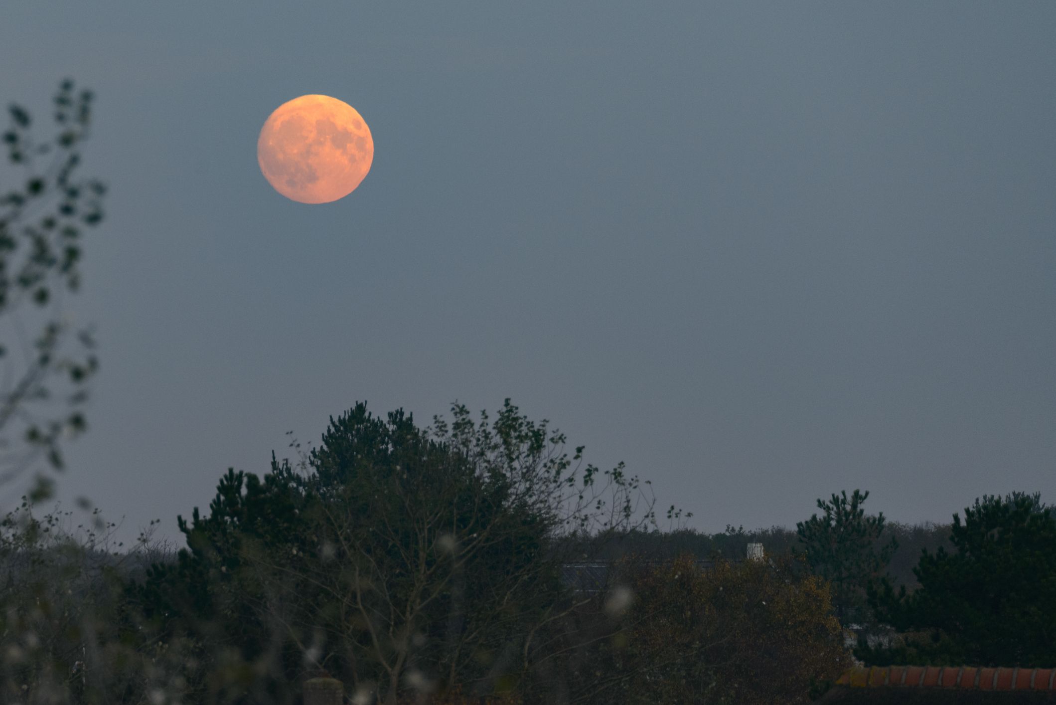 満月いつ】2023年11月27日の満月は「ビーバームーン」！ 観測できる ...