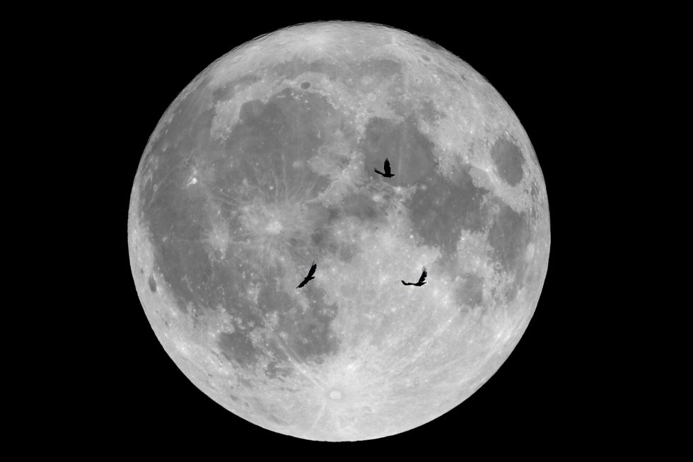 full moon of october 2019 and crows