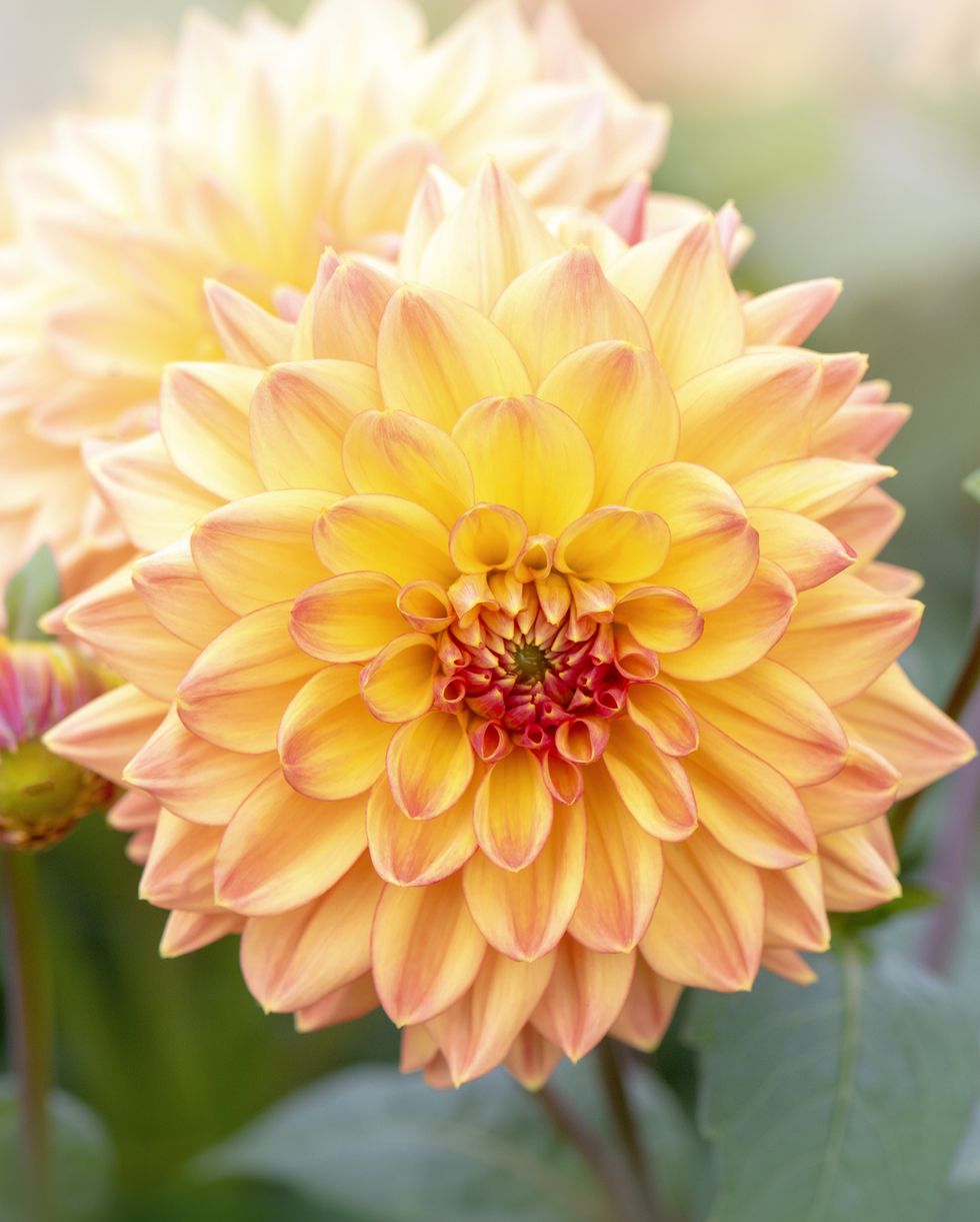 close up of dahlia 'hamari gold' flower in soft sunshine