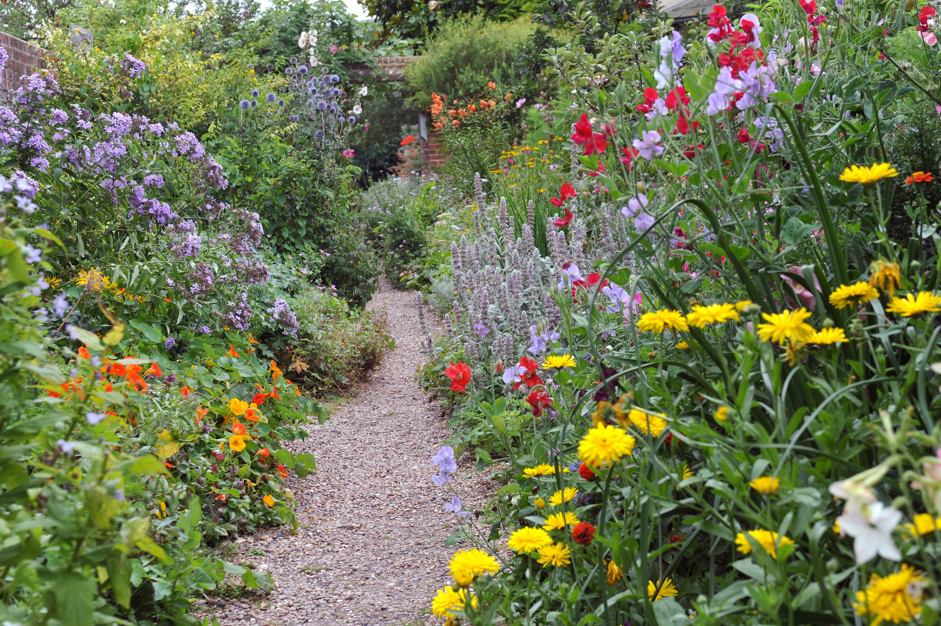 Image of Perennials flowers that thrive in full sun