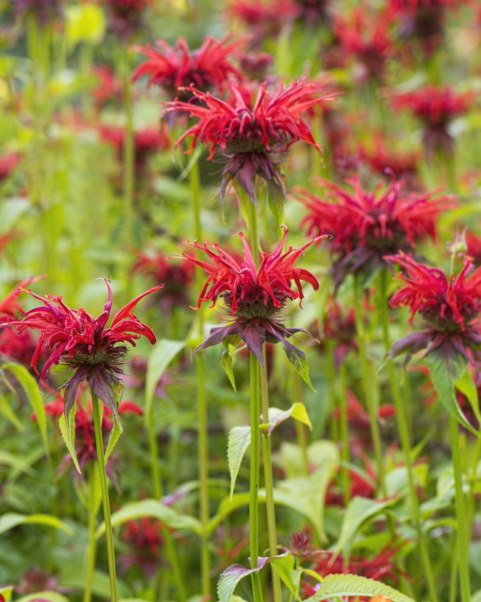 grouping of red monardabee balm flowers