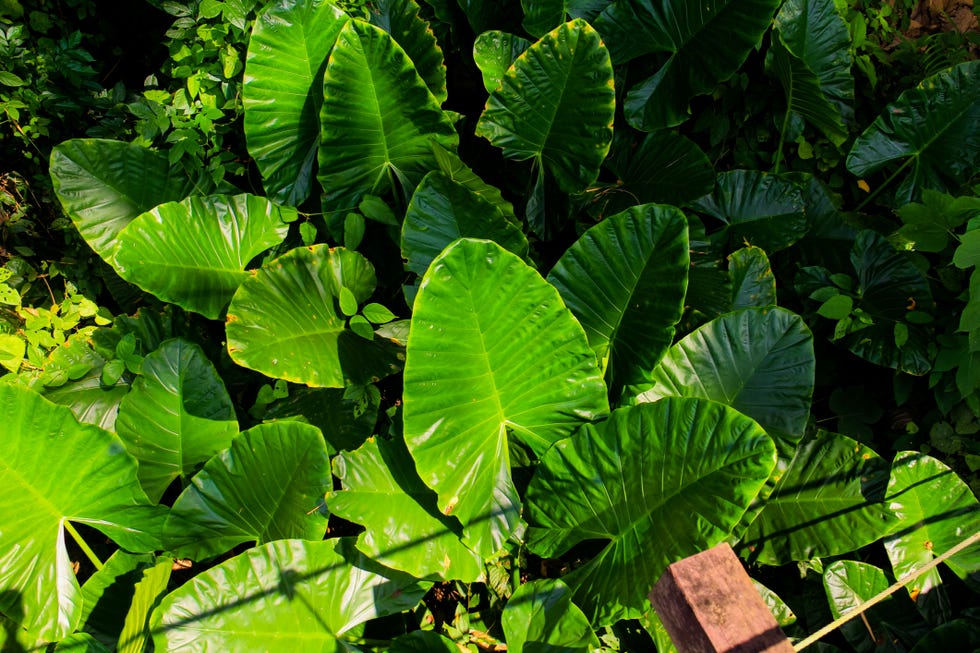 grouping of elephant ear perennial plants