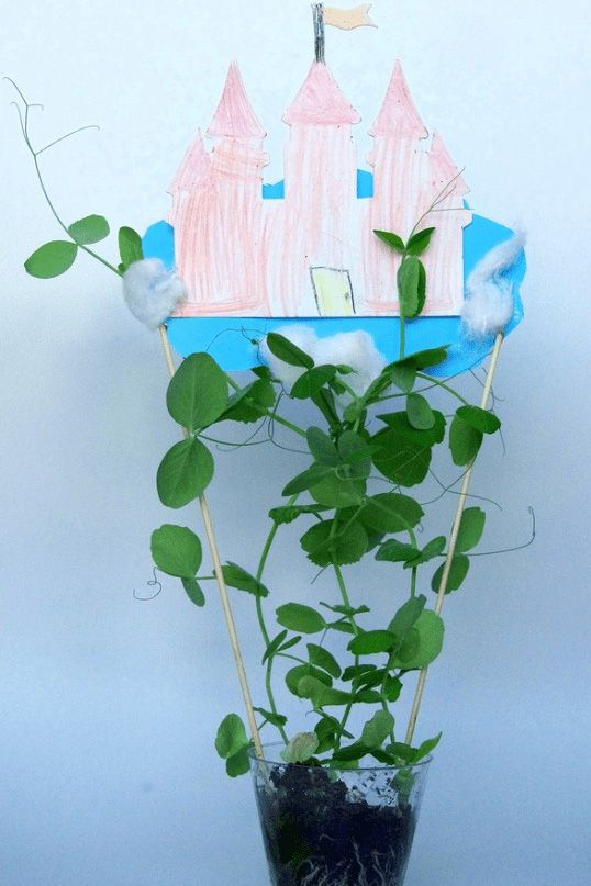 a climbing bean vine reaching up to a drawing of a castle