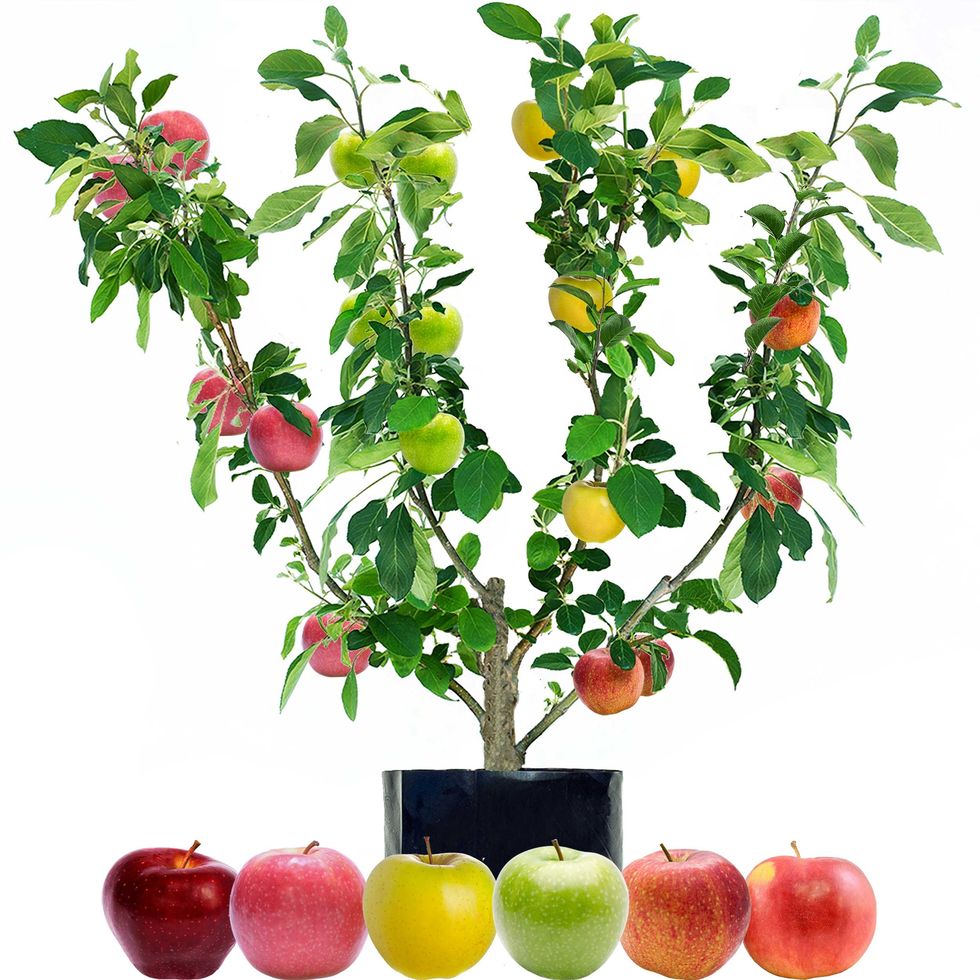 fun food facts fruit salad trees