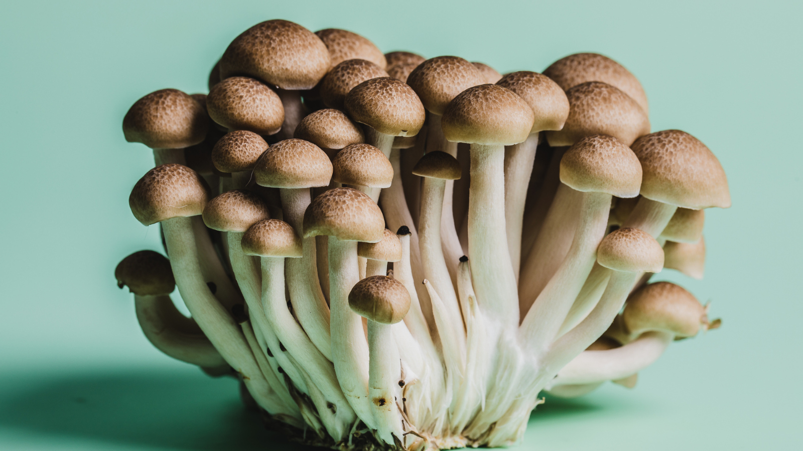 Funghi chiodini: caratteristiche, proprietà e come usarli in cucina