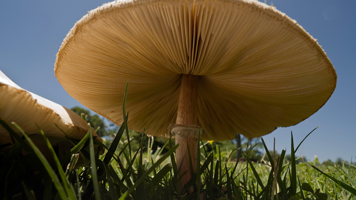 Il Fungo è Un Essere Vivente Funghi giganteschi: dove sono e quanto sono grandi | Esquire