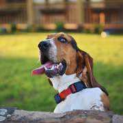ree drummond basset hound dog with tongue hanging out