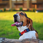 funniest ree drummond dog photos videos ree drummond basset hound dog with tongue hanging out