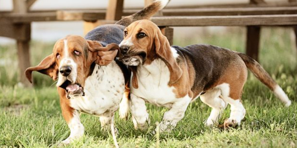 basset hound dog names
