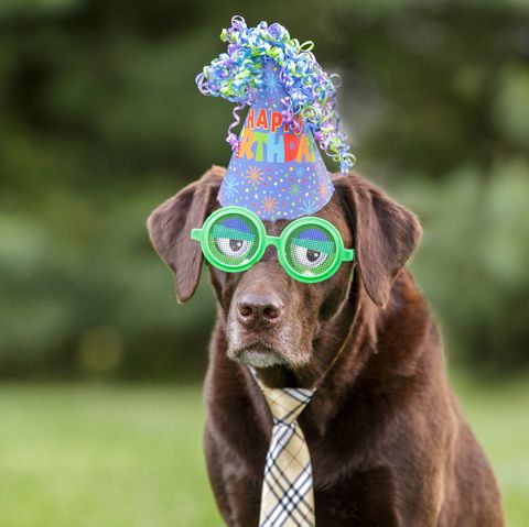 Chocolate Labrador wearing green funny glasses and a birthday hat