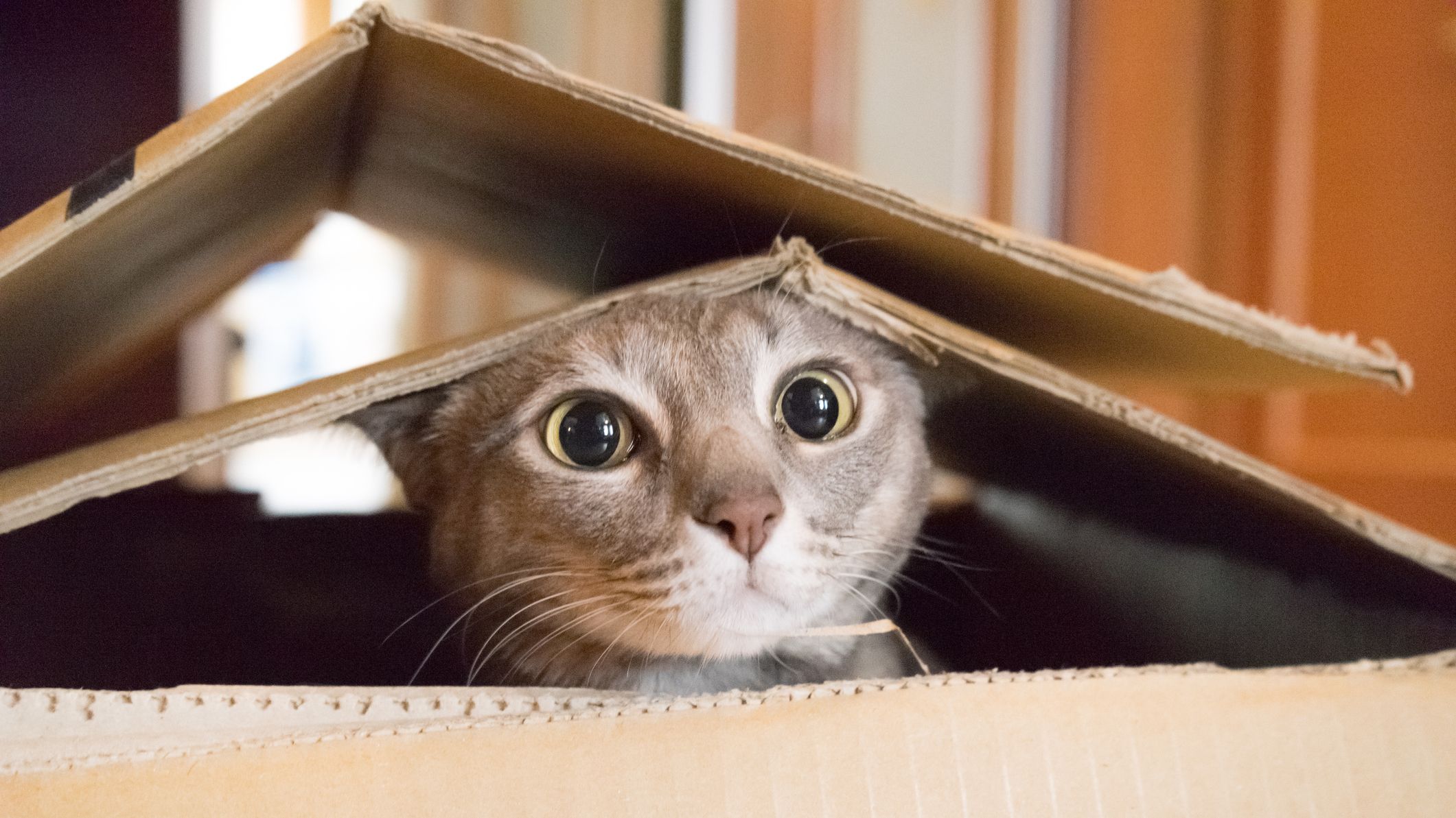 en anden pilfer strømper 36 Best Cat Instagram Captions - Cute and Funny Captions for Cat Photos