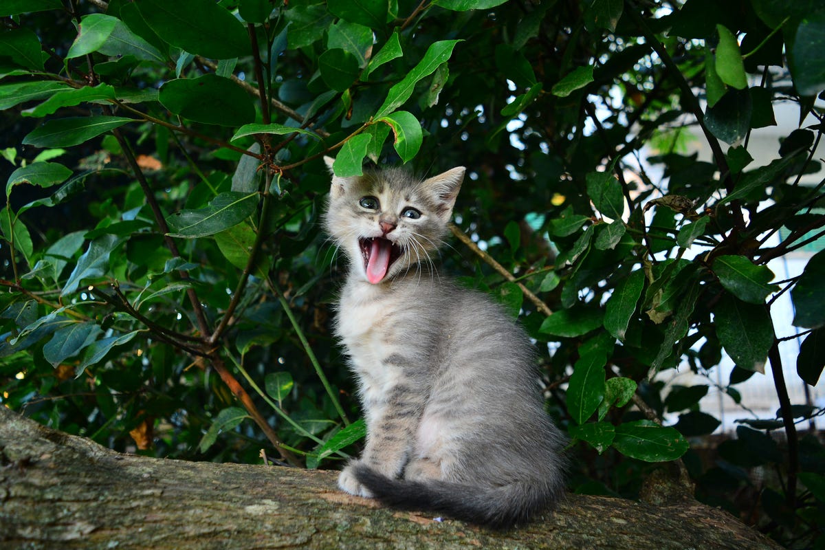 19 Funny Cat Memes - Best Cat Memes