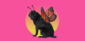 dog wearing a butterfly dog costume