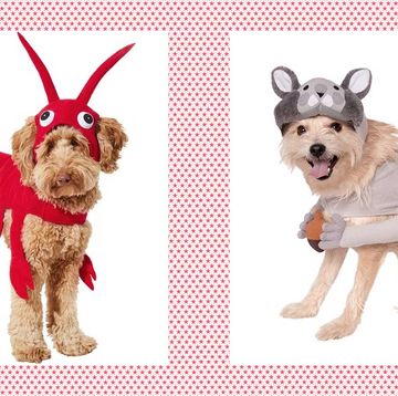 funny dog halloween costumes red lobster dog costume and squirrel pet costume