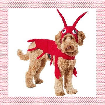 funny dog halloween costumes red lobster dog costume and squirrel pet costume