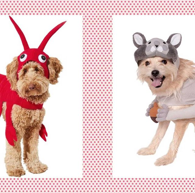 20 Actually Clever Pet Halloween Costumes