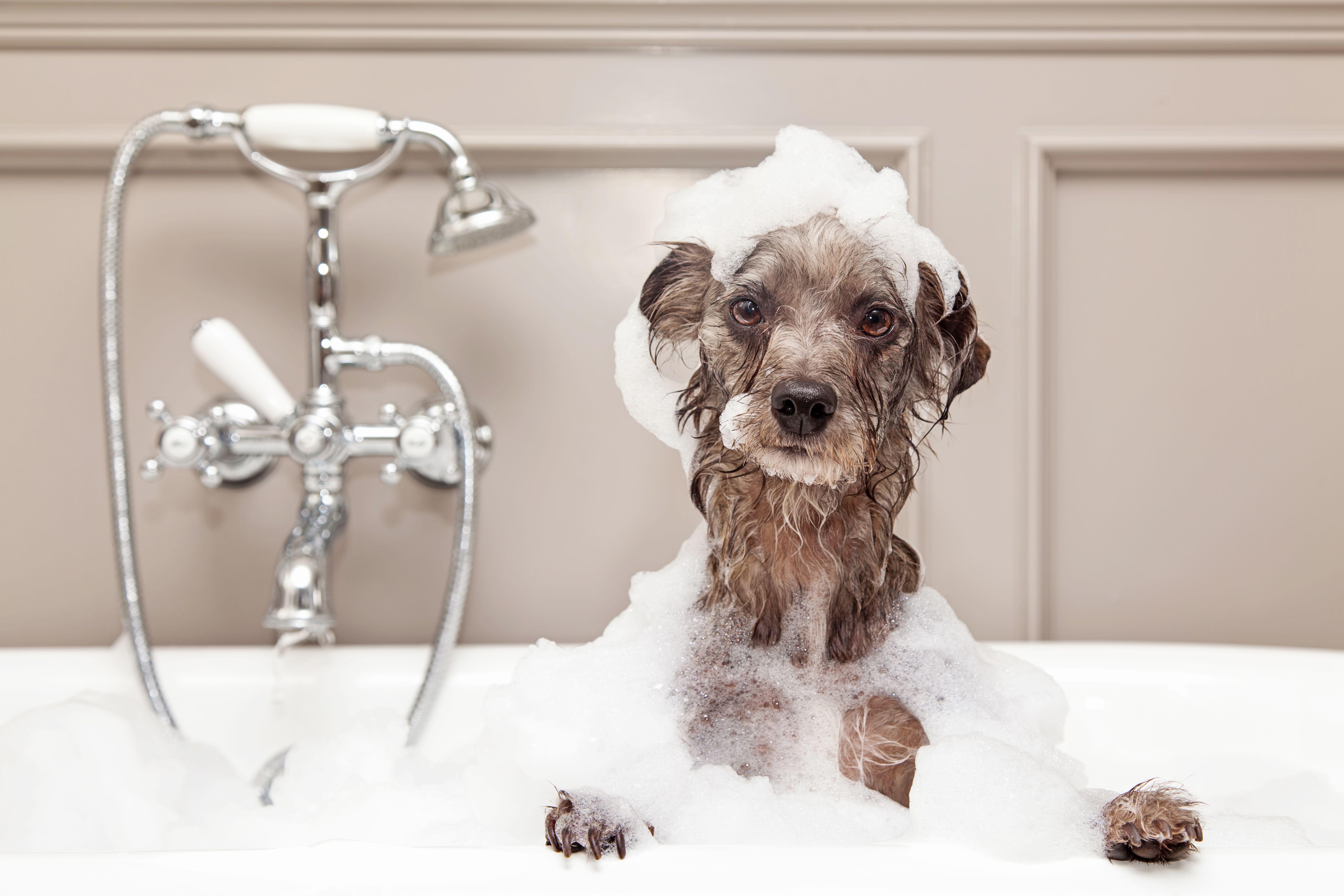 Funny Dog Taking Bubble Bath