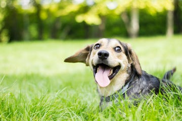 tick bite on dog
