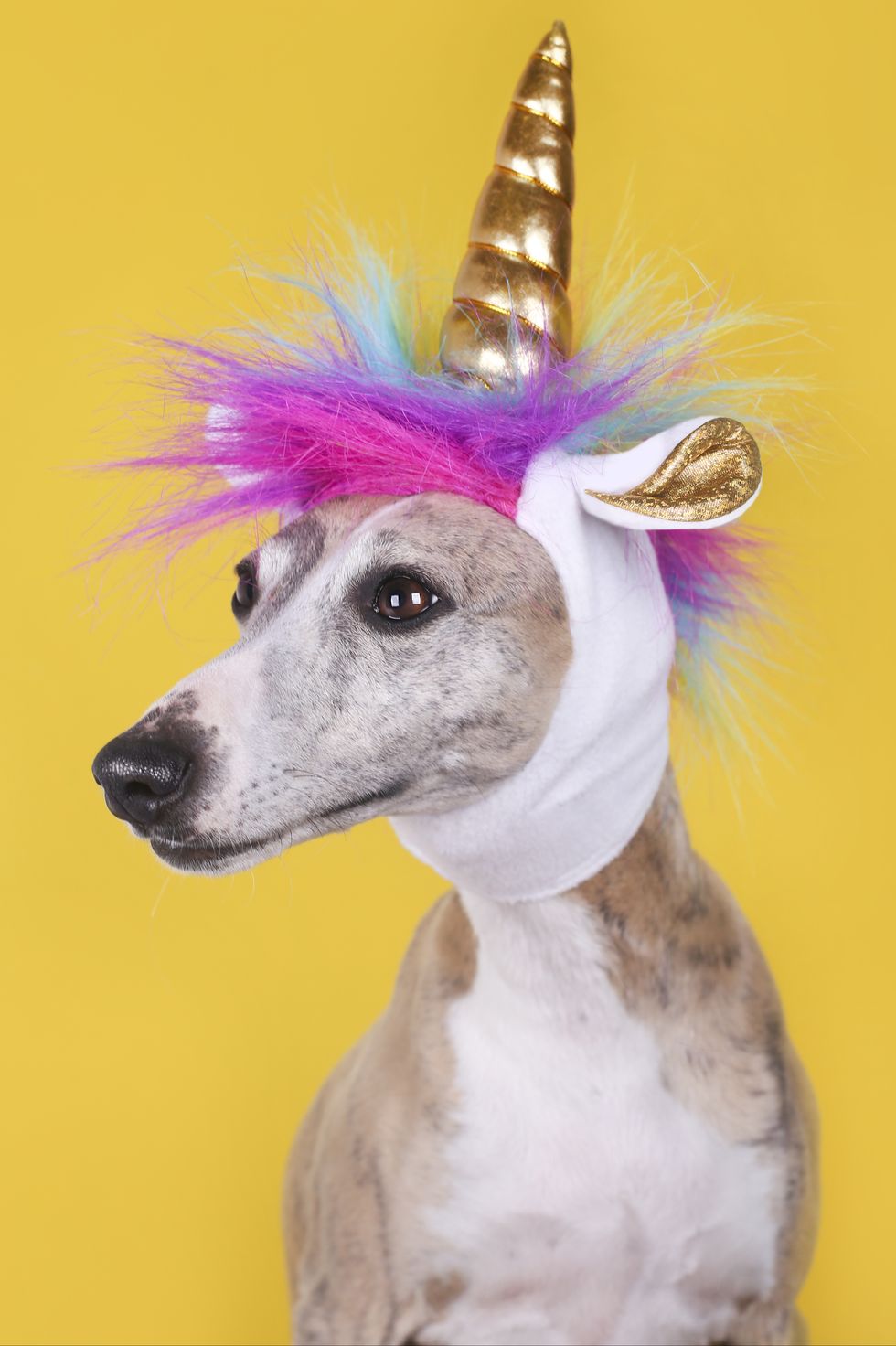 funny dog with unicorn hat