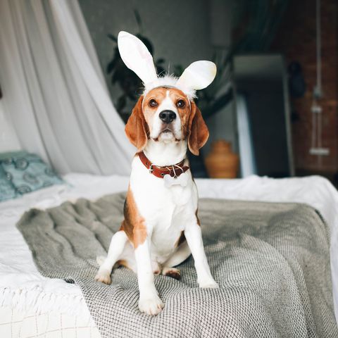 a beagle dog is sitting on the bed with cute bunny ears easter bunny a pet
