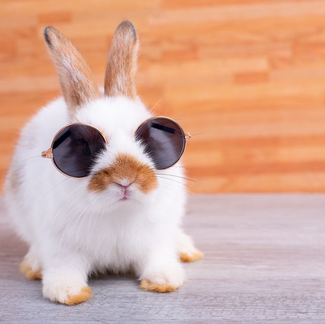 little adorable bunny rabbit with sun glasses stay on gray table with brown wood pattern as background