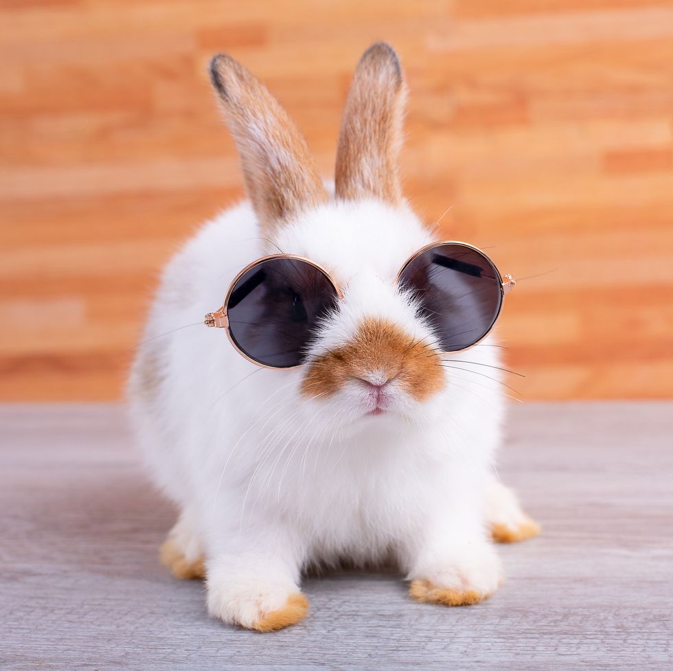 little adorable bunny rabbit with sun glasses stay on gray table with brown wood pattern as background