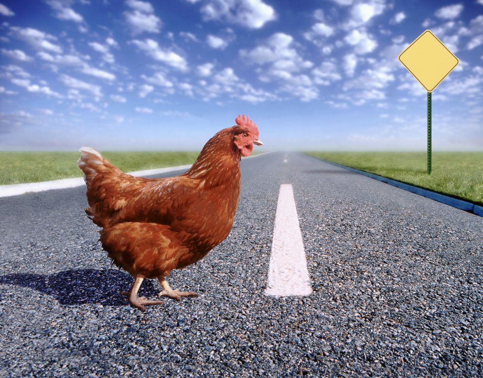 a chicken walking on a road