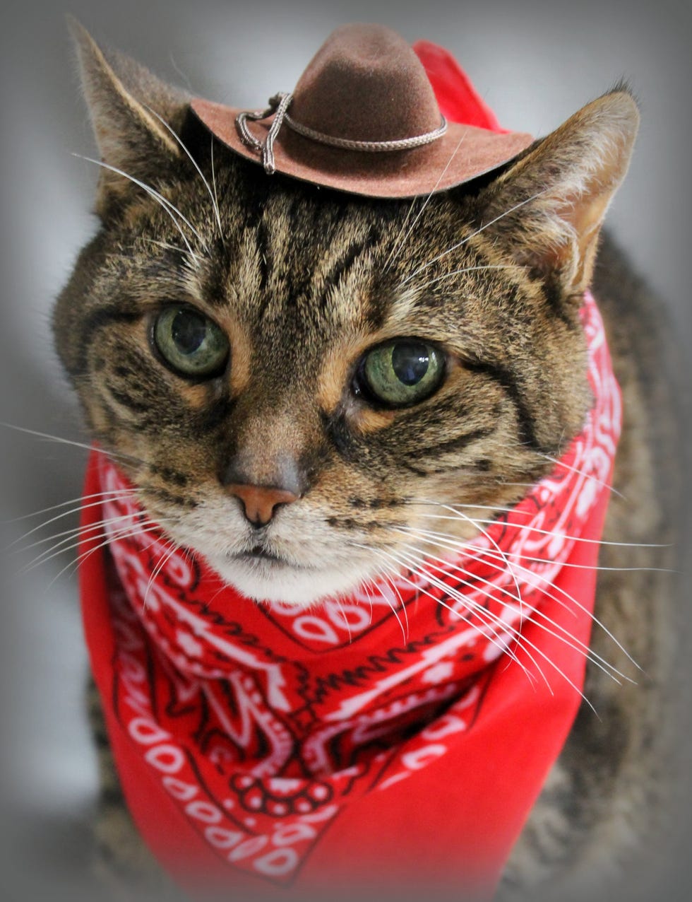 75 Funny Cat Names for Your New Kitty