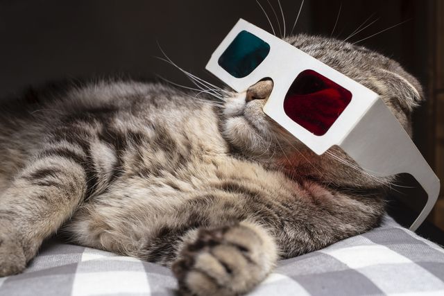funny scottish fold cat wore 3d glasses and watching a movie on the television set