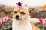 funny spring jokes