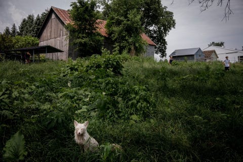 Een witte vos met de naam Rowyn zit in de zon voor de schuur van Save a Fox waar oprichter Mikayla Raines vossen opneemt die afkomstig zijn uit bontkwekerijen of van baasjes die hun huisdier niet meer aankonden