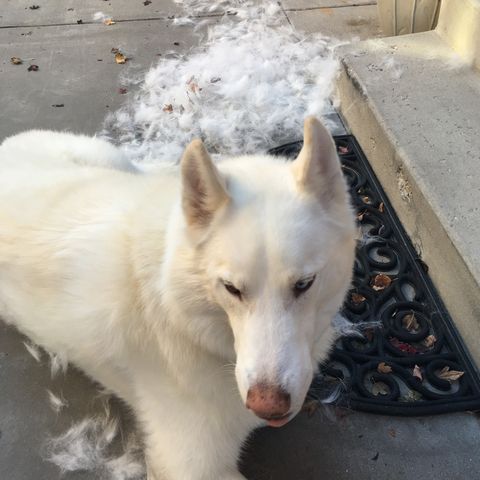 white german shepherd husky dog with fur on ground