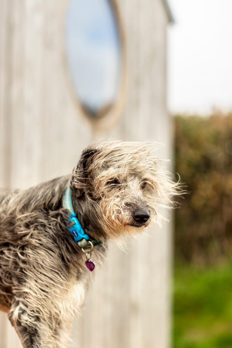 a dog standing outside