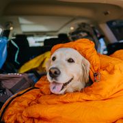 dog sitting in a sleeping bag inside a car trunk