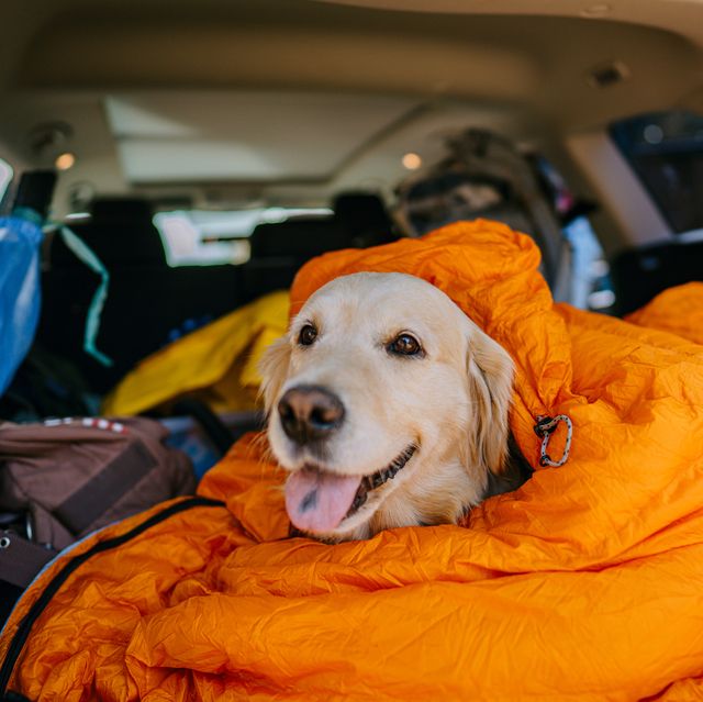 Dog Gear 2021 | Dog Camping Gear