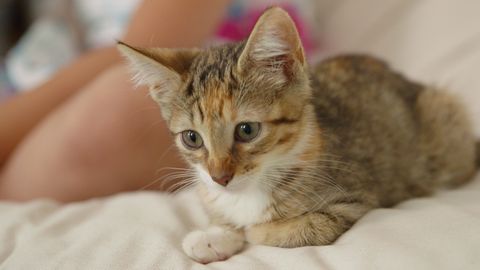 Cat, Mammal, Vertebrate, Small to medium-sized cats, Whiskers, Felidae, Tabby cat, European shorthair, Domestic short-haired cat, Kitten, 