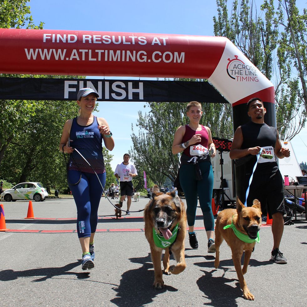 dogs and their owners in the furry 5k