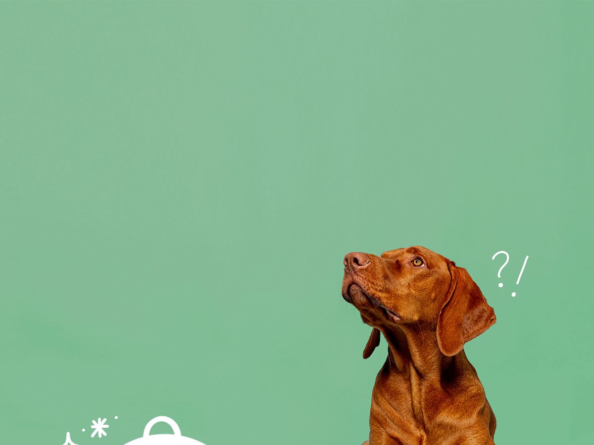 green foods you can share with your dog｜TikTok Search